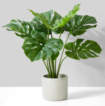 Monstera Plant In Cement Pot - 21"-0