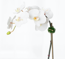 Faux potted orchid plant - white phalaenopsis orchid in black pot - 21"-3