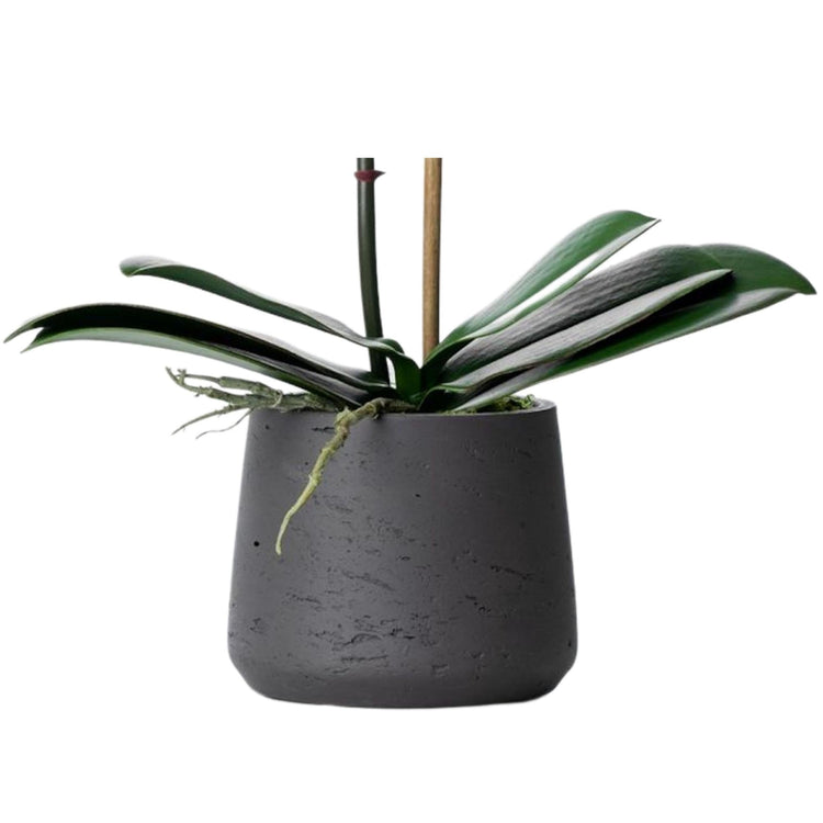 Faux potted orchid plant - white phalaenopsis orchid in black pot - 21"-4